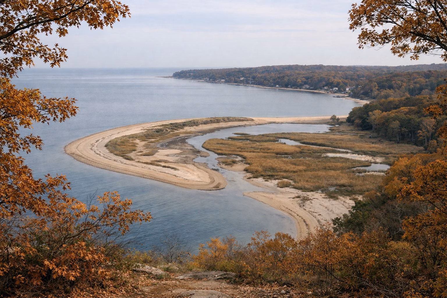 Elevated view from a wooded bluff over a wide calm sound, with a curving sand spit and tidal flats at a river mouth below, autumn oaks in the foreground