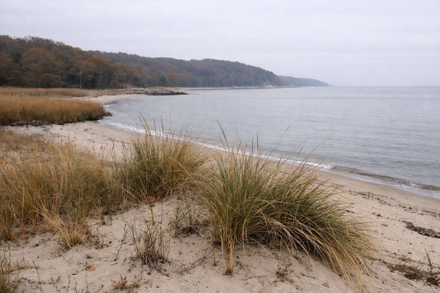 Beach grass on a low dune under a soft overcast sky, calm grey water beyond